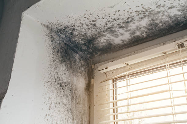 Affordable Mold Remediation solutions in Branchville, VA