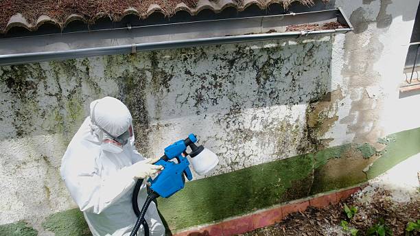 Top rated local Mold Remediation specialists in Branchville, VA